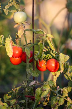 Bahçede büyüyen domates çalıları. Organik tarım, tarım kavramı. Dikey çerçevelenmiş çekim.