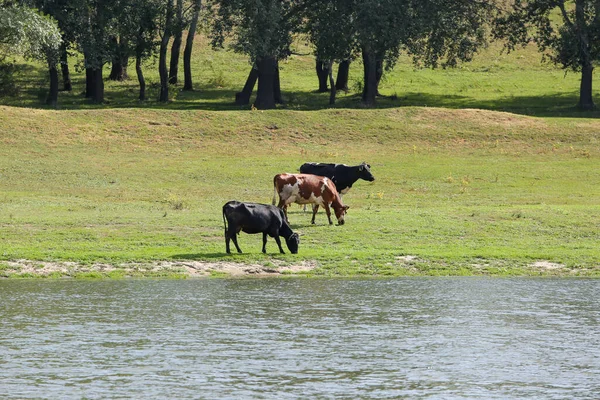 Mucche Pascolano Pacificamente Sulla Riva Del Fiume Concetto Vita Agricola — Foto Stock