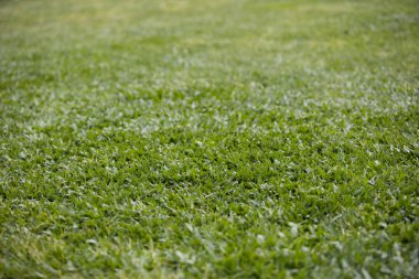Bir tarladan yeşil çimen dokusu