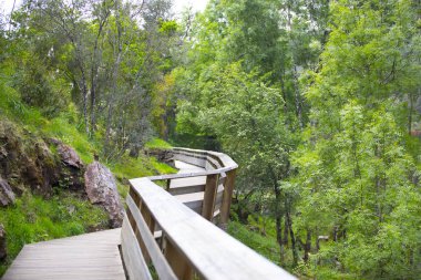Boardwalk orman yolu üzerinde