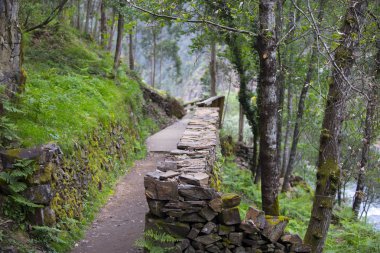 Boardwalk orman yolu üzerinde