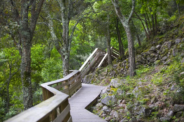 Paseo Marítimo Por Sendero Del Bosque — Foto de Stock