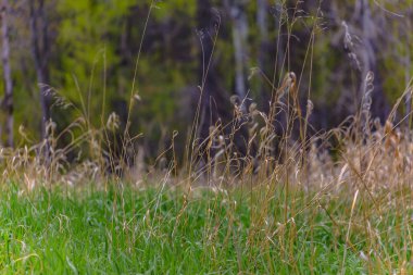 Big Springs Park izinde çimen