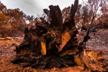 Yangın tarafından tahrip büyük meşe ağacının kökleri kesilmiş