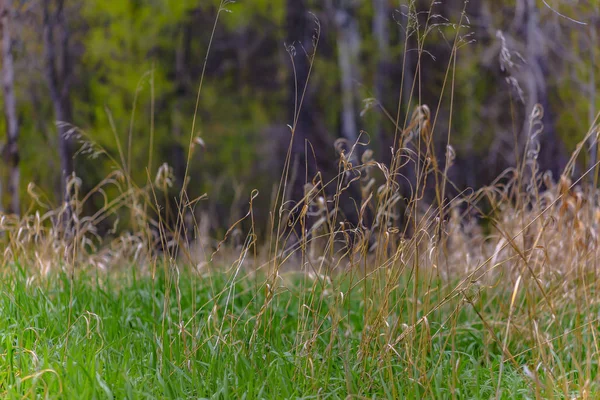 Big Springs Park izinde çimen