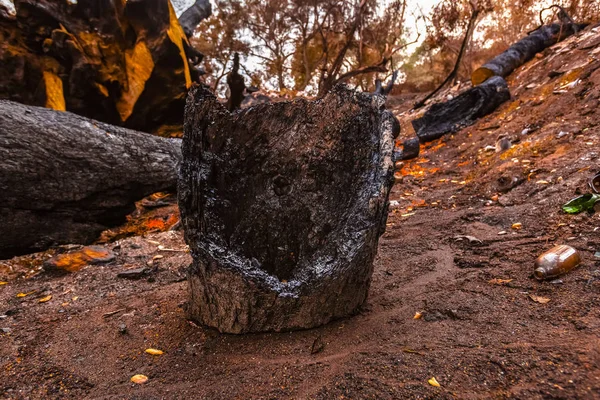 Grande quercia tagliata dopo il fuoco — Foto Stock