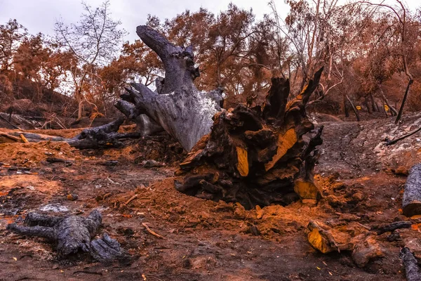 Büyük meşe ağacı bırakmasını yangın tarafından tahrip