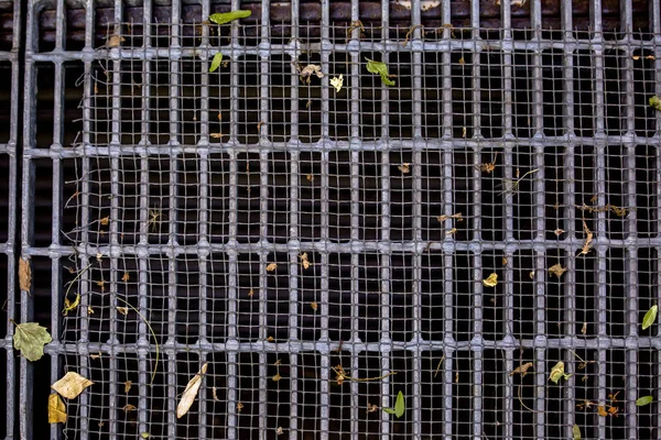 Сливной фильтр с несколькими листьями — стоковое фото