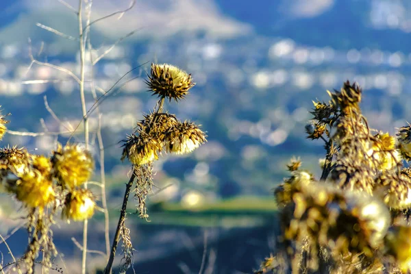 Сушені Каліфорнії Thistle поблизу захід сонця — стокове фото