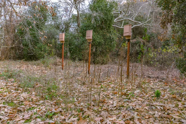 Three bat boxes in the woods by oak trees