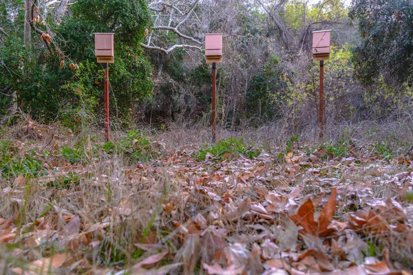 Three bat boxes sitting in the woods