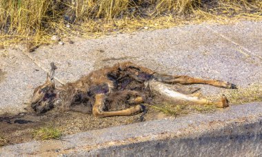 Yolun kenarında ölü genç geyik
