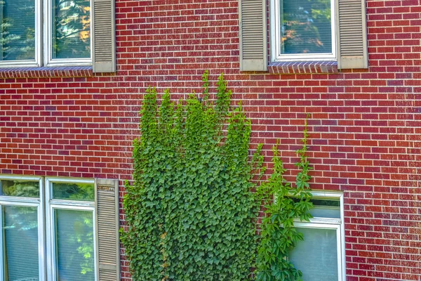 윈도 즈와 붉은 벽돌 벽 자라 덩굴 — 스톡 사진