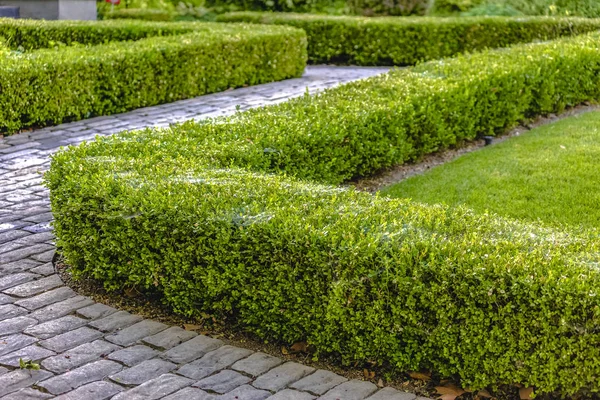 Zig Zag shrubs and stone walkway