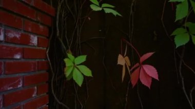 Yeşil ve kırmızı çeşme ile renkli yaprakları