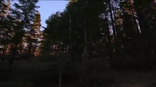 Το παράθυρο του αυτοκινήτου προβολή του δάσους Yosemite οδήγησης — Αρχείο Βίντεο