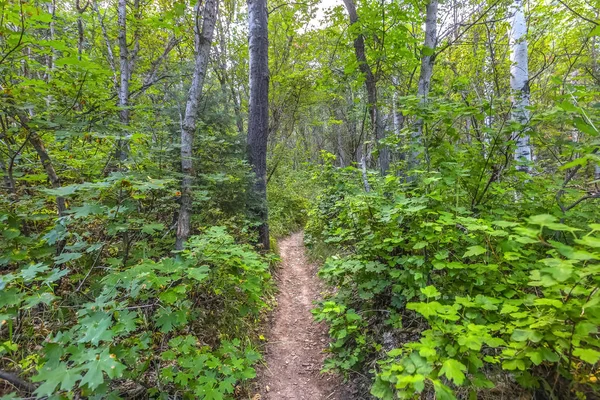 Provo Canyon Trail Uitzicht Weg Naar Squaw Piek Bladeren Bomen — Stockfoto