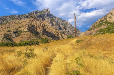 Sarı çim Provo kanyonda büyüyen