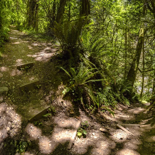Tangga berliku menuju jauh ke dalam hutan — Stok Foto