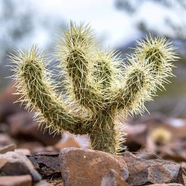 Vergrößerte Aufnahme eines Kaktus aus nächster Nähe — Stockfoto