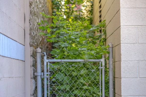 2 つの建物の間の路地に成長し葉 — ストック写真