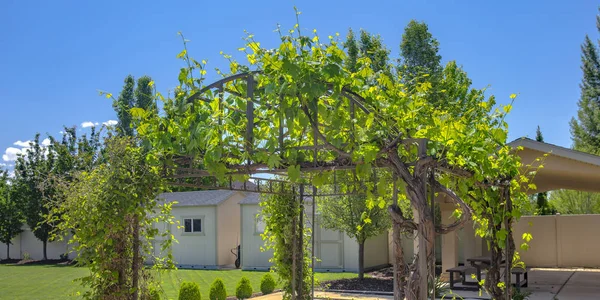 Gazebo with lush green vines on a backyard