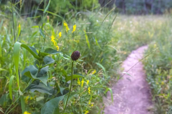 Wild flower zonder bloemblaadjes naast een wandelweg — Stockfoto