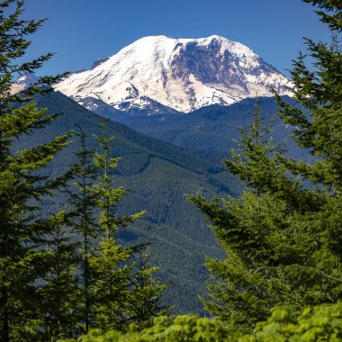 Parlak yeşil ağaçlar ile ikonik Mount Rainier