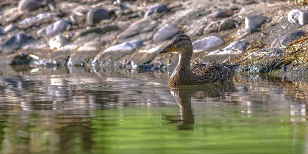 Pato adorável flutuando na água em um dia brilhante — Fotografia de Stock