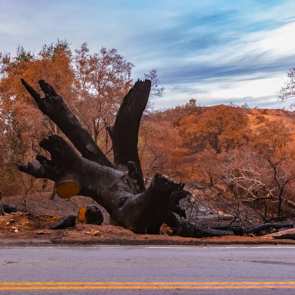 Burnt tree beside a road after the Lilac Fire
