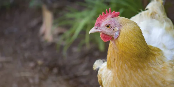 Zbliżenie na kurę z pióra brązowy i biały — Zdjęcie stockowe