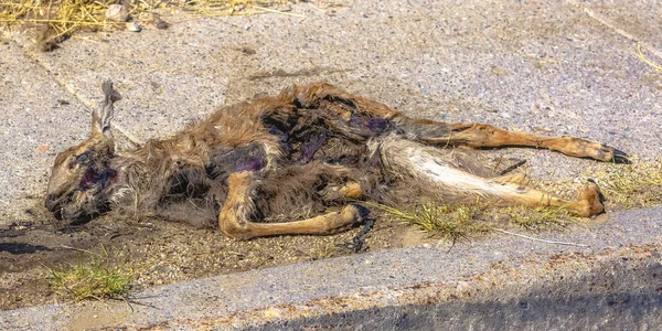 躺在水泥人行道上的死鹿 — 图库照片