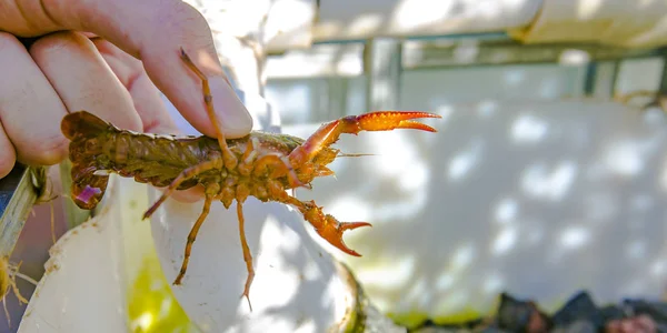 Hand holding an orange crawdad over growbed — Stock Photo, Image