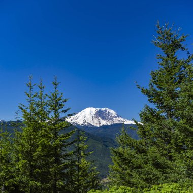 Mount Rainier ve parlak gökyüzü altında yemyeşil bitki örtüsü
