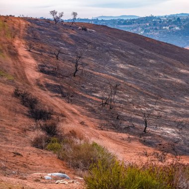 Leylak yangın tarafından tahrip bir tepe üzerinde iz