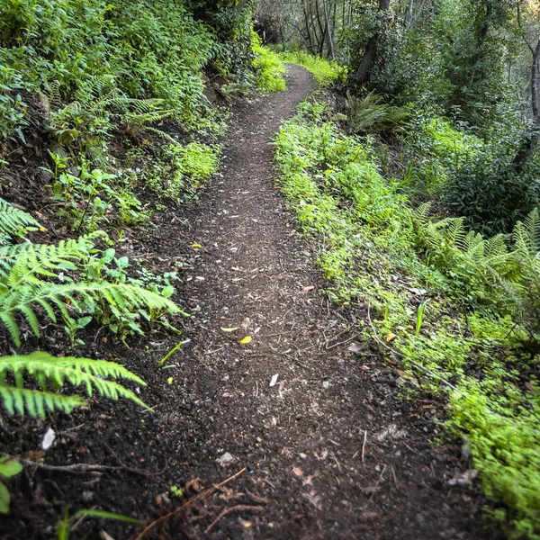 Dağ hiking trail Big Sur California — Stok fotoğraf