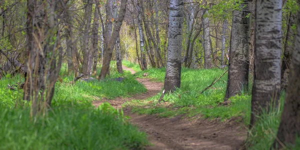 Trail обмотка через білий гавкав дерев у місті Provo — стокове фото