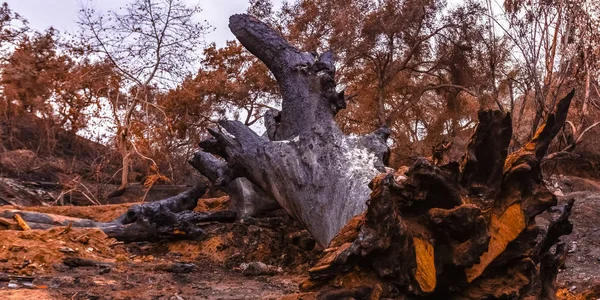 Uprooted tree burnt by Lilac Fire in Fallbrook