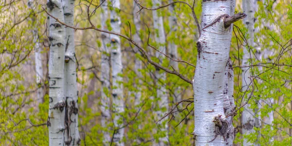 Білий гавкав Аспен дерев у великі джерела парк — стокове фото