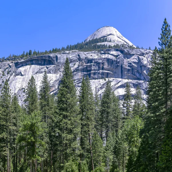 White mountain and towering trees in Yosemite CA