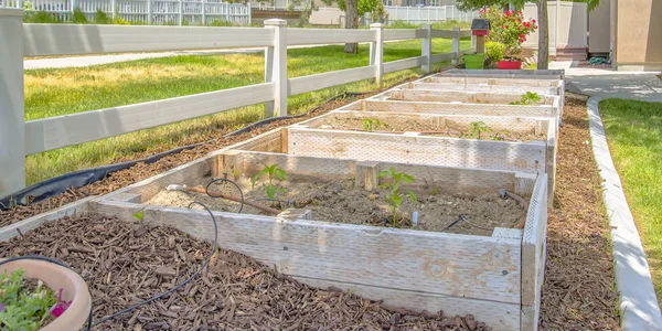 Wooden seedling boxes on a sunny backyard