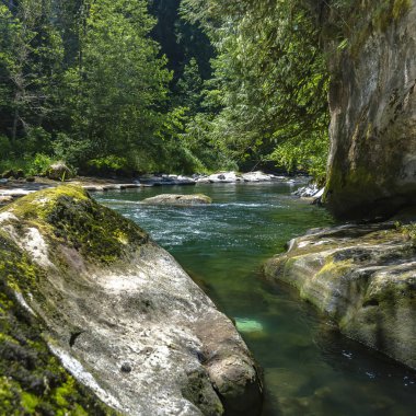 Güneşli bir günde Washington ormandaki Rocky creek