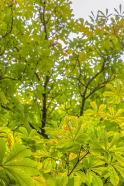 Parlak gökyüzü güneşli bir kestane ağacı
