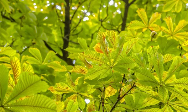Parlak yeşil yaprakları bir kestane ağacı — Stok fotoğraf