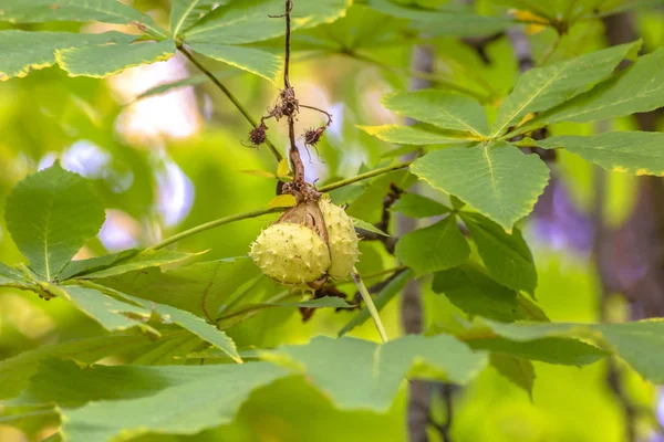 Güneşli bir günde yaprakları karşı kestane meyve — Stok fotoğraf