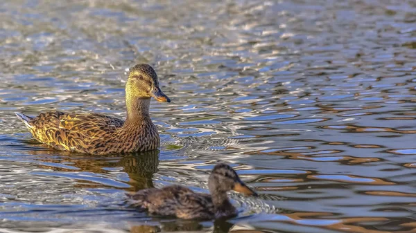 Oquirrh Lake with ducks swimming on the surface — Stock Photo, Image