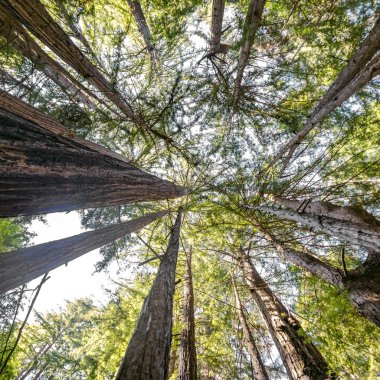 Güneş ışığı ve Big Sur içinde ağaç tepelerinin üzerinden görülen gök