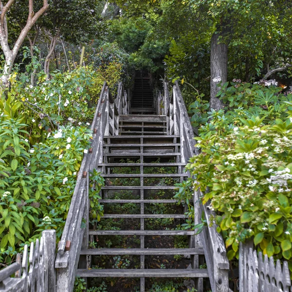 Escadas de madeira na floresta em meio a folhagem exuberante — Fotografia de Stock