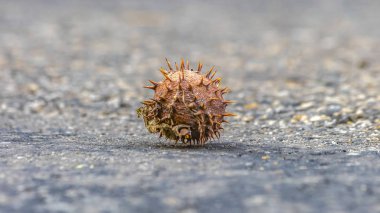Kestane ile sert zeminde kuru dikenli deniz hayvanı kabuğu
