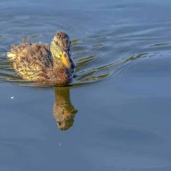 Lago Oquirrh con reflejo de un pato nadador —  Fotos de Stock